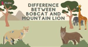 Difference Between Bobcat and Mountain Lion